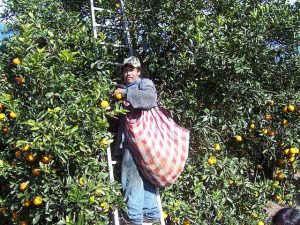 farmworker-association-of-florida-2-1