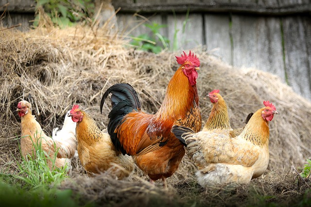Implementation of the GFPP awarded a $20 million five-year contract to chicken produced free of routinely administered antibiotics.